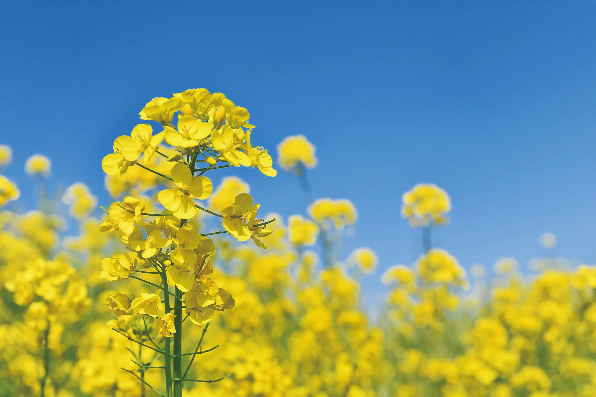 オレンジラボ株式会社